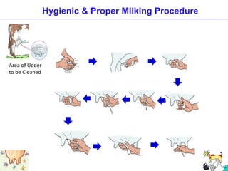 Hygienic & Proper Milking Procedure
Area of Udder
to be Cleaned
 