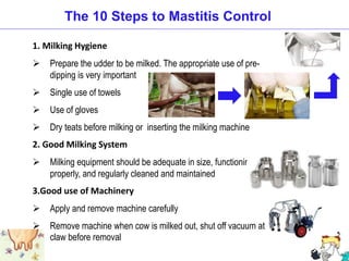 1. Milking Hygiene
 Prepare the udder to be milked. The appropriate use of pre-
dipping is very important
 Single use of towels
 Use of gloves
 Dry teats before milking or inserting the milking machine
2. Good Milking System
 Milking equipment should be adequate in size, functioning
properly, and regularly cleaned and maintained
3.Good use of Machinery
 Apply and remove machine carefully
 Remove machine when cow is milked out, shut off vacuum at
claw before removal
The 10 Steps to Mastitis Control
 