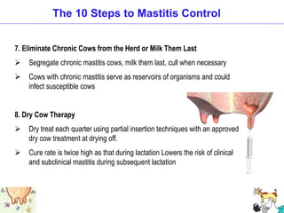 7. Eliminate Chronic Cows from the Herd or Milk Them Last
 Segregate chronic mastitis cows, milk them last, cull when necessary
 Cows with chronic mastitis serve as reservoirs of organisms and could
infect susceptible cows
8. Dry Cow Therapy
 Dry treat each quarter using partial insertion techniques with an approved
dry cow treatment at drying off.
 Cure rate is twice high as that during lactation Lowers the risk of clinical
and subclinical mastitis during subsequent lactation
The 10 Steps to Mastitis Control
 