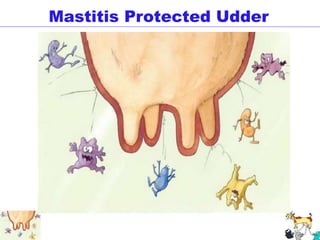 Mastitis Protected Udder
 