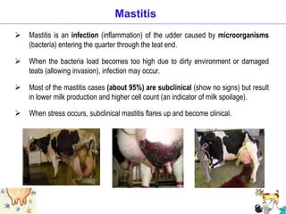 Mastitis is an infection (inflammation) of the udder caused by microorganisms
(bacteria) entering the quarter through the teat end.
 When the bacteria load becomes too high due to dirty environment or damaged
teats (allowing invasion), infection may occur.
 Most of the mastitis cases (about 95%) are subclinical (show no signs) but result
in lower milk production and higher cell count (an indicator of milk spoilage).
 When stress occurs, subclinical mastitis flares up and become clinical.
Mastitis
 