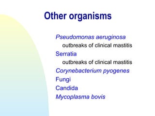 Other organisms
Pseudomonas aeruginosa
outbreaks of clinical mastitis
Serratia
outbreaks of clinical mastitis
Corynebacterium pyogenes
Fungi
Candida
Mycoplasma bovis
 