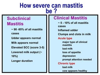 How severe can mastitis
be ?
Subclinical
Mastitis
~ 90 -95% of all mastitis
cases
Udder appears normal
Milk appears normal
Elevated SCC (score 3-5)
Lowered milk output (~
10%)
Longer duration
Clinical Mastitis
~ 5 - 10% of all mastitis
cases
Inflamed udder
Clumps and clots in milk
Acute type
major type of clinical
mastitis
bad milk
loss of appetite
depression
prompt attention needed
Chronic type
bad milk
cow appears healthy
 