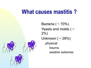 What causes mastitis ?
Bacteria ( ~ 70%)
Yeasts and molds ( ~
2%)
Unknown ( ~ 28%)
physical
trauma
weather extremes
 