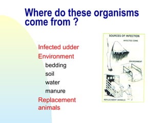 Where do these organisms
come from ?
Infected udder
Environment
bedding
soil
water
manure
Replacement
animals
 