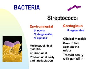 BACTERIA
Streptococci
Environmental
S. uberis
S. dysgalactiae
S. equinus
More subclinical
mastitis
Environment
Predominant early
and late lactation
Contagious
S. agalactiae
Clinical mastitis
Cannot live
outside the
udder
Treated easily
with penicillin
 