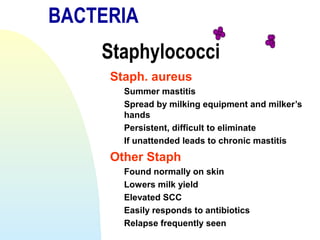 BACTERIA
Staphylococci
Staph. aureus
Summer mastitis
Spread by milking equipment and milker’s
hands
Persistent, difficult to eliminate
If unattended leads to chronic mastitis
Other Staph
Found normally on skin
Lowers milk yield
Elevated SCC
Easily responds to antibiotics
Relapse frequently seen
 