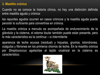 3. Mastitis crónica
Cuando no se conoce la historia clínica, no hay una distinción definida
entre mastitis aguda y crónica:
los repuntes agudos ocurren en casos crónicos y la mastitis aguda puede
persistir lo suficiente para convertirse en crónica.
La mastitis crónica a menudo es acompañada de endurecimiento de la
glándula y la cisterna, el edema tisular también puede estar presente, pero
lo más característico es la continua —o intermitente
apariencia de leche acuosa (residual) y hojuelas, grumos, tolondrones,
coágulos y fibriones en los primeros chorros de leche. En la mastitis crónica
por Streptococcus agalactiae el tejido cicatrizal en la cisterna es
característico.
 