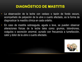 DIAGNÓSTICO DE MASTITIS
• La observación de la leche con cedazo o tazón de fondo oscuro,
acompañado de palpación de la ubre o cuarto afectado, es la forma de
diagnosticar la mastitis clínica en cada ordeño.
• En caso de mastitis sobreaguda, aguda o leve, se pueden observar
alteraciones físicas de la leche tales como: grumos, tolondrones,
coágulos o secreción anormal, aunado con frecuencia a tumefacción,
calor y dolor de la ubre o cuarto afectado.
 
