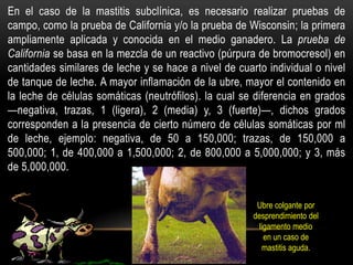 En el caso de la mastitis subclínica, es necesario realizar pruebas de
campo, como la prueba de California y/o la prueba de Wisconsin; la primera
ampliamente aplicada y conocida en el medio ganadero. La prueba de
California se basa en la mezcla de un reactivo (púrpura de bromocresol) en
cantidades similares de leche y se hace a nivel de cuarto individual o nivel
de tanque de leche. A mayor inflamación de la ubre, mayor el contenido en
la leche de células somáticas (neutrófilos). la cual se diferencia en grados
—negativa, trazas, 1 (ligera), 2 (media) y, 3 (fuerte)—, dichos grados
corresponden a la presencia de cierto número de células somáticas por ml
de leche, ejemplo: negativa, de 50 a 150,000; trazas, de 150,000 a
500,000; 1, de 400,000 a 1,500,000; 2, de 800,000 a 5,000,000; y 3, más
de 5,000,000.
Ubre colgante por
desprendimiento del
ligamento medio
en un caso de
mastitis aguda.
 