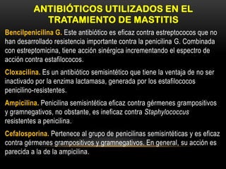 ANTIBIÓTICOS UTILIZADOS EN EL
TRATAMIENTO DE MASTITIS
Bencilpenicilina G. Este antibiótico es eficaz contra estreptococos que no
han desarrollado resistencia importante contra la penicilina G. Combinada
con estreptomicina, tiene acción sinérgica incrementando el espectro de
acción contra estafilococos.
Cloxacilina. Es un antibiótico semisintético que tiene la ventaja de no ser
inactivado por la enzima lactamasa, generada por los estafilococos
penicilino-resistentes.
Ampicilina. Penicilina semisintética eficaz contra gérmenes grampositivos
y gramnegativos, no obstante, es ineficaz contra Staphylococcus
resistentes a penicilina.
Cefalosporina. Pertenece al grupo de penicilinas semisintéticas y es eficaz
contra gérmenes grampositivos y gramnegativos. En general, su acción es
parecida a la de la ampicilina.
 
