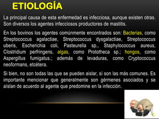 ETIOLOGÍA
La principal causa de esta enfermedad es infecciosa, aunque existen otras.
Son diversos los agentes infecciosos productores de mastitis.
En los bovinos los agentes comúnmente encontrados son: Bacterias, como
Streptococcus agalactiae, Streptococcus dysgalactiae, Streptococcus
uberis, Escherichia coli, Pasteurella sp., Staphylococcus aureus,
Clostridium perfringens, algas, como Prototheca sp.; hongos, como
Aspergillus fumigatus.; además de levaduras, como Cryptococcus
neoformans, etcétera.
Si bien, no son todas las que se pueden aislar, sí son las más comunes. Es
importante mencionar que generalmente son gérmenes asociados y se
aíslan de acuerdo al agente que predomine en la infección.
 