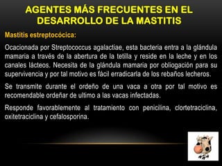 AGENTES MÁS FRECUENTES EN EL
DESARROLLO DE LA MASTITIS
Mastitis estreptocócica:
Ocacionada por Streptococcus agalactiae, esta bacteria entra a la glándula
mamaria a través de la abertura de la tetilla y reside en la leche y en los
canales lácteos. Necesita de la glándula mamaria por obliogación para su
supervivencia y por tal motivo es fácil erradicarla de los rebaños lecheros.
Se transmite durante el ordeño de una vaca a otra por tal motivo es
recomendable ordeñar de ultimo a las vacas infectadas.
Responde favorablemente al tratamiento con penicilina, clortetraciclina,
oxitetraciclina y cefalosporina.
 