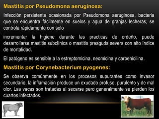 Mastitis por Pseudomona aeruginosa:
Infección persistente ocasionada por Pseudomona aeruginosa, bacteria
que se encuentra fácilmente en suelos y agua de granjas lecheras, se
controla rápidamente con solo
incrementar la higiene durante las practicas de ordeño, puede
desarrollarse mastitis subclínica o mastitis preaguda severa con alto índice
de mortalidad.
El patógeno es sensible a la estreptomicina, neomicina y carbenicilina.
Mastitis por Corynebacterium pyogenes:
Se observa comúnmente en los procesos supurantes como invasor
secundario, la inflamación produce un exudado profuso, purulento y de mal
olor. Las vacas son tratadas al secarse pero generalmente se pierden los
cuartos infectados.
 