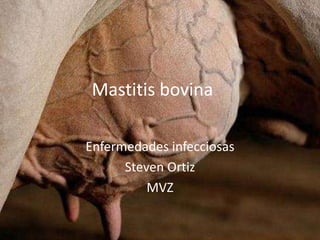 Mastitis bovina
Enfermedades infecciosas
Steven Ortiz
MVZ
 