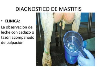 DIAGNOSTICO DE MASTITIS
• CLINICA:
La observación de
leche con cedazo o
tazón acompañado
de palpación
 