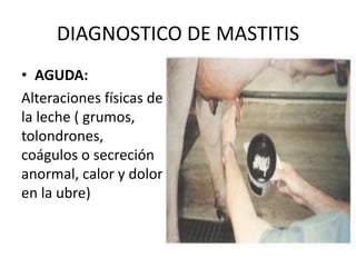 DIAGNOSTICO DE MASTITIS
• AGUDA:
Alteraciones físicas de
la leche ( grumos,
tolondrones,
coágulos o secreción
anormal, calor y dolor
en la ubre)
 