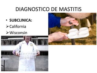 DIAGNOSTICO DE MASTITIS
• SUBCLINICA:
California
Wisconsin
 