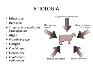 ETIOLOGIA
• Infecciosa
• Bacterias
 Streptococcus agalactiae
y Dysgalactiae
• Algas
 Protothheca spp
• Hongos
 Candida spp
• Levaduras
 Cryptococcus
neoformans
 