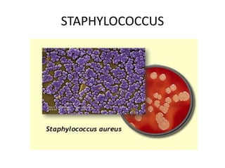 STAPHYLOCOCCUS
 