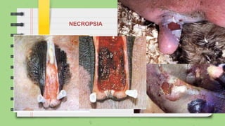 NECROPSIA
 