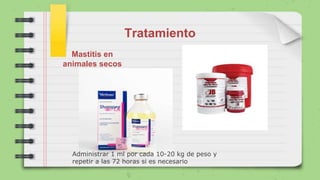 Tratamiento
Mastitis en
animales secos
Administrar 1 ml por cada 10-20 kg de peso y
repetir a las 72 horas si es necesario
 