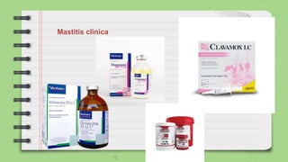 Mastitis clinica
 