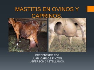 MASTITIS EN OVINOS Y
CAPRINOS.
PRESENTADO POR
JUAN CARLOS PINZON.
JEFERSON CASTELLANOS.
 