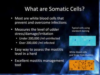 What are Somatic Cells?
• Most are white blood cells that
prevent and overcome infections
• Measures the level of udder
stress/damage/irritation
• Under 200,000 /ml uninfected
• Over 200,000 /ml infected
• Easy way to assess the mastitis
level in a herd
• Excellent mastitis management
tool
Typical cells using
standard staining
White blood cells
and Strep from mastitis
 