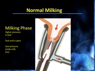 Milking Phase
Higher pressure
in teat
Teat end is open
Low pressure
inside milk
liner
Normal Milking
 