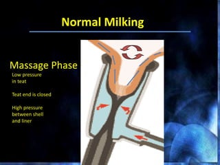 Massage Phase
Low pressure
in teat
Teat end is closed
High pressure
between shell
and liner
Normal Milking
 