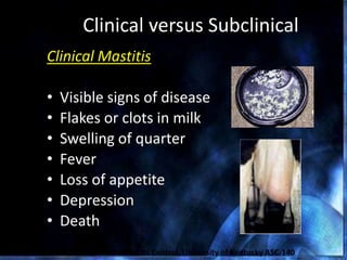 Clinical versus Subclinical
Clinical Mastitis
• Visible signs of disease
• Flakes or clots in milk
• Swelling of quarter
• Fever
• Loss of appetite
• Depression
• Death
Crist et al., 1997, Mastitis and its Control, University of Kentucky ASC-140
 