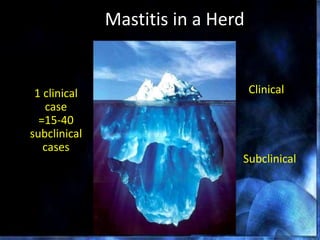 Mastitis in a Herd
Clinical
Subclinical
1 clinical
case
=15-40
subclinical
cases
 