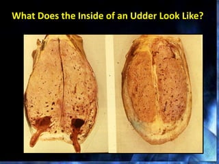 What Does the Inside of an Udder Look Like?
 