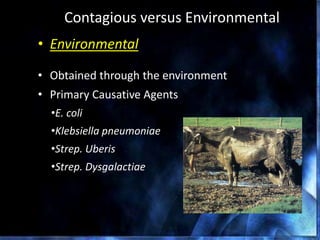 Contagious versus Environmental
• Environmental
• Obtained through the environment
• Primary Causative Agents
•E. coli
•Klebsiella pneumoniae
•Strep. Uberis
•Strep. Dysgalactiae
 