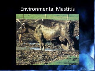 Environmental Mastitis
 