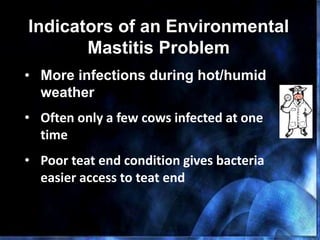 Indicators of an Environmental
Mastitis Problem
• More infections during hot/humid
weather
• Often only a few cows infected at one
time
• Poor teat end condition gives bacteria
easier access to teat end
 