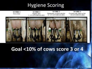 Hygiene Scoring
Goal <10% of cows score 3 or 4
 