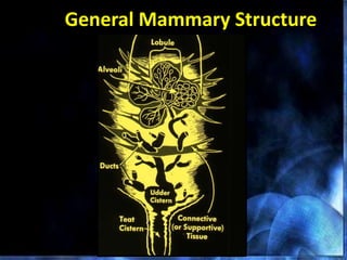 General Mammary Structure
 