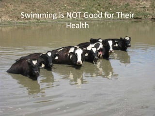 Swimming is NOT Good for Their
Health
 