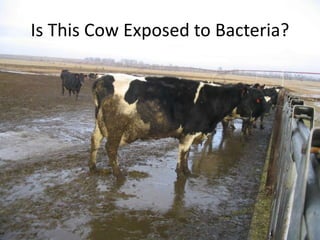 Is This Cow Exposed to Bacteria?
 