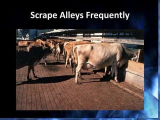 Scrape Alleys Frequently
 