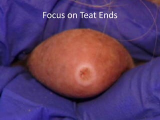 Focus on Teat Ends
 