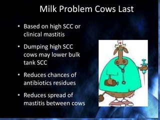 Milk Problem Cows Last
• Based on high SCC or
clinical mastitis
• Dumping high SCC
cows may lower bulk
tank SCC
• Reduces chances of
antibiotics residues
• Reduces spread of
mastitis between cows
 