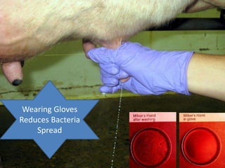 Wearing Gloves
Reduces Bacteria
Spread
 