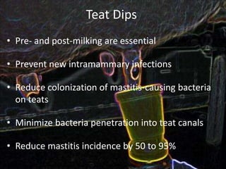 Teat Dips
• Pre- and post-milking are essential
• Prevent new intramammary infections
• Reduce colonization of mastitis-causing bacteria
on teats
• Minimize bacteria penetration into teat canals
• Reduce mastitis incidence by 50 to 95%
Nickerson, Choosing the Best Teat Dip for Mastitis Control and Milk Quality
 