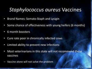 Staphylococcus aureus Vaccines
• Brand Names: Somato-Staph and Lysigin
• Some chance of effectiveness with young heifers (6 months)
• 6 month boosters
• Cure rate poor in chronically infected cows
• Limited ability to prevent new infections
• Most veterinarians in this state will not recommend these
vaccines
– Vaccine alone will not solve the problem
 