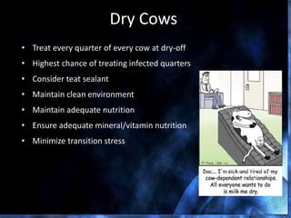 Dry Cows
• Treat every quarter of every cow at dry-off
• Highest chance of treating infected quarters
• Consider teat sealant
• Maintain clean environment
• Maintain adequate nutrition
• Ensure adequate mineral/vitamin nutrition
• Minimize transition stress
 