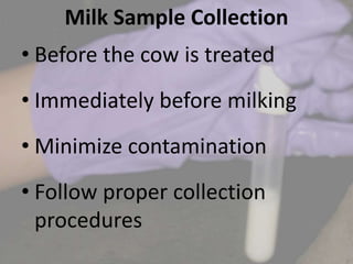 Milk Sample Collection
• Before the cow is treated
• Immediately before milking
• Minimize contamination
• Follow proper collection
procedures
 