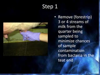 Step 1
• Remove (forestrip)
3 or 4 streams of
milk from the
quarter being
sampled to
minimize chances
of sample
contamination
from bacteria in the
teat end
 
